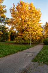 Fototapeta na wymiar Autumn public park with colorful trees and footpath