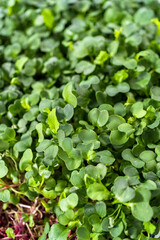 Obraz premium Microgreens