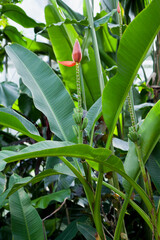 Obraz premium Musa laterita is an Asian tropical ornamental species of plant in the banana family.