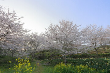 Fototapeta premium 公園の桜