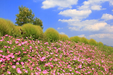 コキアとピンクの花
