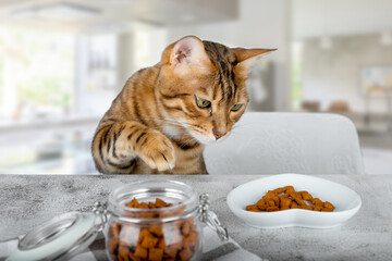 A cute cat stretches his paw for a treat on the table.