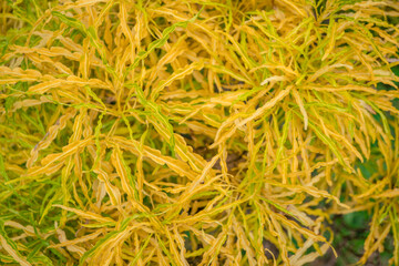 Macro photo of yellow leaf nature background. the photos is perfect for pamphlet, nature poster, nature promotion and traveler.  