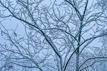 Fototapeta na wymiar Verschneite Bäume in einem Winterwald als Hintergrund