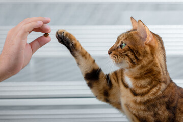 The cat reaches out with its paw for a treat in the owner's hands.