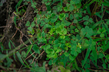 macro photo of three leaves clover blossom when spring time. the photos is perfect for pamphlet, nature poster, nature promotion and traveler.  