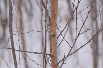 WINTER PHOTO PHONE, SOFT FOCUS, BLURRED IMAGE OF PLANTS, SILHOUETTES OF BRANCHES, LEAVES ON A SNOW BACKGROUND. LANDSCAPE forest in late autumn. dark browns and reddish colors. Abstraction