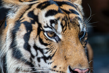 Portrait tiger, close-up. Tiger face background