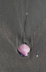 shell on the beach