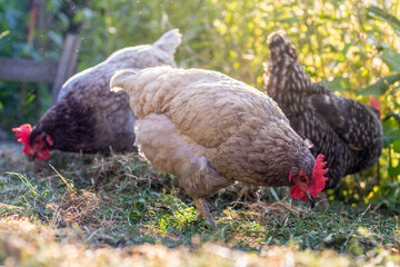 Free range Hens - blue and gray-colored hen in garden