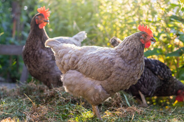 Free range Hens - blue and gray-colored hen in garden