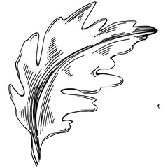 Arugula vector isolated plant with leaves. Herbal engraved style illustration. Detailed organic product sketch.The best for design logo, menu, label, icon, stamp.