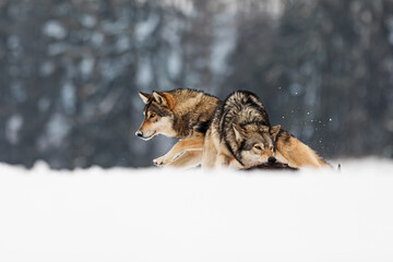 gray wolf (Canis lupus), two big males over killed prey in a snowy landscape