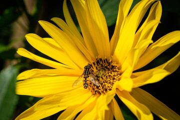 Bee on yellow flower