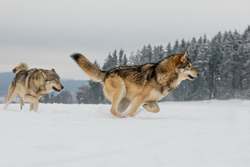 gray wolf (Canis lupus), big male running through the snow © michal