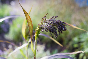 Panicum miliaceum is a grain crop growing in the garden  - millet, proso, broomcorn common millet - obrazy, fototapety, plakaty
