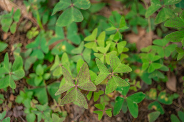 Macro photo of green leaf nature background. the photos is perfect for pamphlet, nature poster, nature promotion and traveler