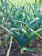 Obraz premium Leek - vegetable Allium ampeloprasum growing in the vegetable garden.