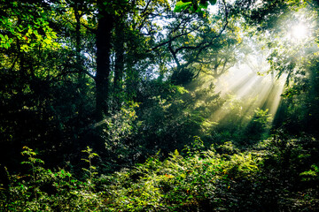 Sun shines through trees in forest