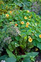Nasturtium flowers in the vegetable garden -  edible plants.