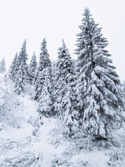 view of snowed winter forest