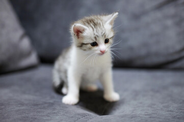 Portrait of white kitty
