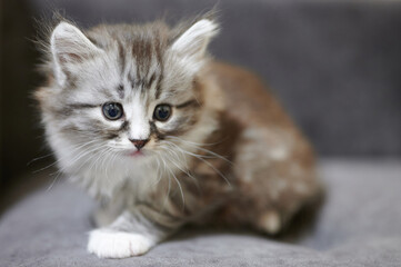 Pretty small little kitty