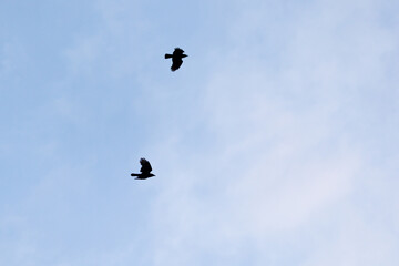 Silhouette of two crows flying in the sky