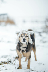 dog in a fur hat in the winter outdoors in snowy weather, the concept of winter clothes for dogs.