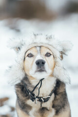 cute dog in a winter hat outdoors in snowy weather