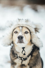 hunting dog in a winter fur hat in the winter outdoors in the snow.