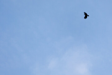 Silhouette of a crow flying in the sky