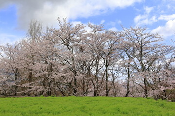 桜と野原