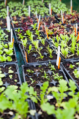 Lettuce and other vegetable seedlings in the nursery -  edible crop from veggie garden.
