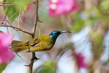 sunbird on a branch