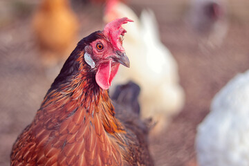brown hen on the farm