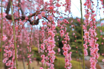 公園のしだれ梅