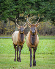 Two Elk or  Manitoban Elk sparring  near Oconaluftee Visitor Center in Great Smoky Mountains National Park in North Carolina USA