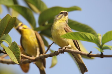 yellow bird