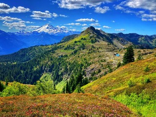 Fototapeta premium mountain with blue skies, white clouds, wildflowers and pine forest