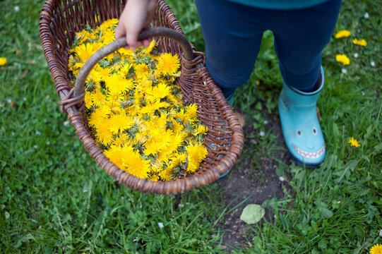 Girl holding basket of yellow dandelion flowers while standing in garden