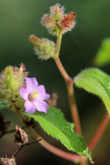 wild flower
