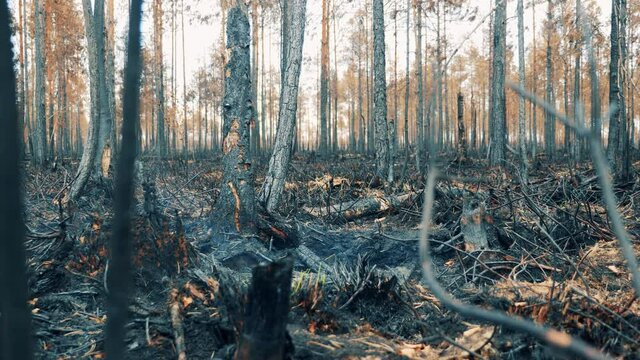 Burnt-out woods with smoldering ground