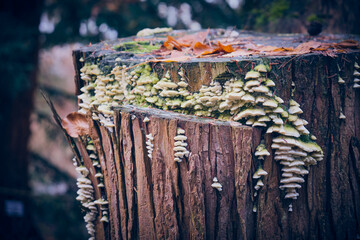 Colorfully mushroom growing on old tree