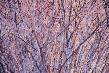 Background of dead branches of bushes, dried flowers