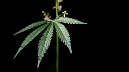 Textured cannabis leaves are impressive.Black background and cannabis leaves.Close-up of a sheet on a black background.