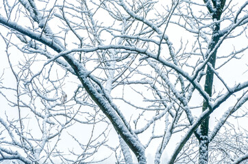 Schneebedeckte Bäume in einem Winterwald als Hintergrund
