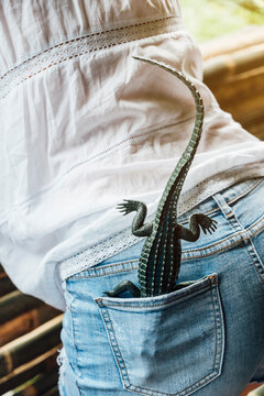 Malaysia, Toy crocodile sticking out of pocket of jeans shorts
