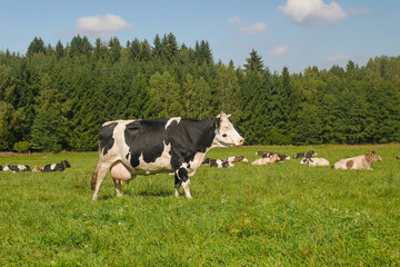 cattle in a pasture, one cow standing in the foreground, a herd of cows lying on the grass behind her