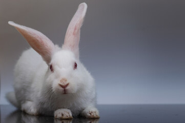 Rabbits are small, furry mammals with long ears, short fluffy tails, and strong, large hind legs. They have two pairs of sharp incisors (front teeth), one pair on top and one pair on the bottom